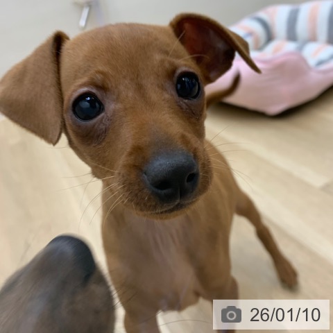 京都府のミニチュアピンシャー (ペットプラス 久御山店/2025年11月3日生まれ/男の子/レッド)の子犬の4枚目の画像