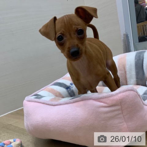 京都府のミニチュアピンシャー (ペットプラス 久御山店/2025年11月3日生まれ/男の子/レッド)の子犬の3枚目の画像