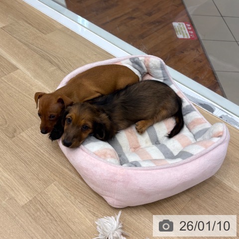 京都府のミニチュアピンシャー (ペットプラス 久御山店/2025年11月3日生まれ/男の子/レッド)の子犬の3枚目の画像