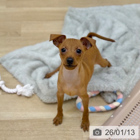 京都府のミニチュアピンシャー (ペットプラス 久御山店/2025年11月3日生まれ/男の子/レッド)の子犬の4枚目の画像