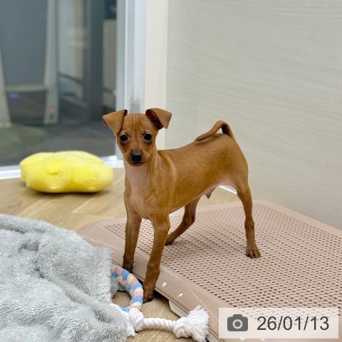 京都府のミニチュアピンシャー (ペットプラス 久御山店/2025年11月3日生まれ/男の子/レッド)の子犬の3枚目の画像