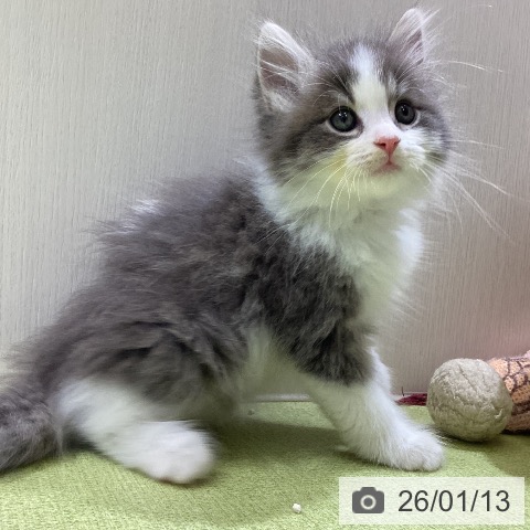 富山県のサイベリアン (ペットプラス 高岡店/2025年10月28日生まれ/男の子/ブルータビーホワイト)の子猫の4枚目の画像