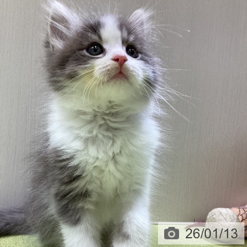 富山県のサイベリアン (ペットプラス 高岡店/2025年10月28日生まれ/男の子/ブルータビーホワイト)の子猫の3枚目の画像