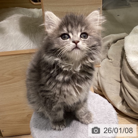 愛知県のサイベリアン (ペットプラス 則武新町店/2025年10月25日生まれ/女の子/ブルータビー)の子猫の4枚目の画像