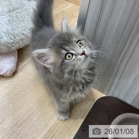 愛知県のサイベリアン (ペットプラス ナゴヤドーム前店/2025年10月25日生まれ/女の子/ブルータビー)の子猫の4枚目の画像