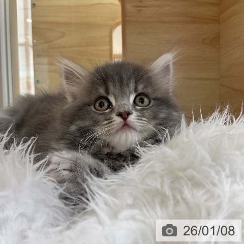 愛知県のサイベリアン (ペットプラス ナゴヤドーム前店/2025年10月25日生まれ/女の子/ブルータビー)の子猫の3枚目の画像