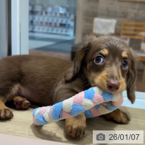 大阪府のミニチュアダックスフンド(ロング) (ペットプラス 四條畷店/2025年11月7日生まれ/男の子/チョコレートタン)の子犬の4枚目の画像