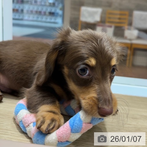 大阪府のミニチュアダックスフンド(ロング) (ペットプラス 四條畷店/2025年11月7日生まれ/男の子/チョコレートタン)の子犬の3枚目の画像