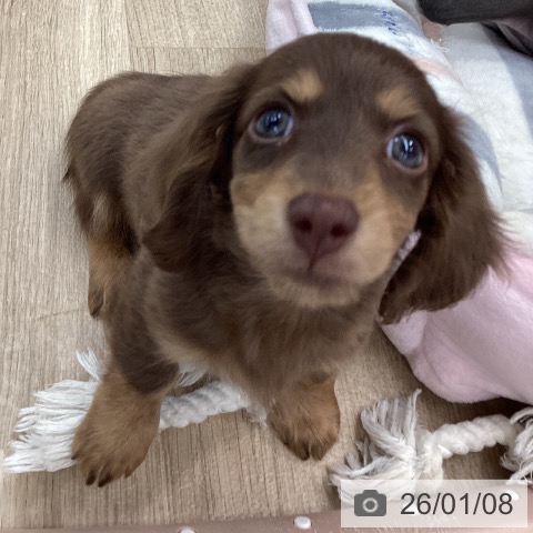 大阪府のミニチュアダックスフンド(ロング) (ペットプラス りんくう泉南店/2025年11月7日生まれ/男の子/チョコレートタン)の子犬の4枚目の画像