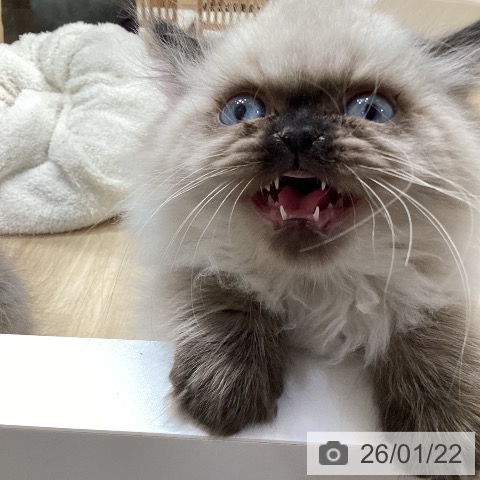 ヒマラヤンの写真