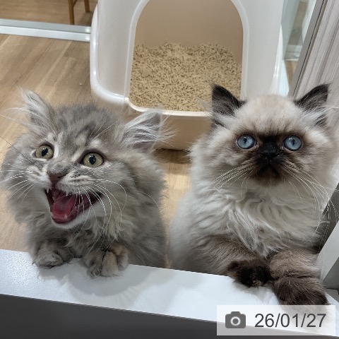 ヒマラヤンの写真