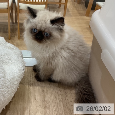 ヒマラヤンの写真