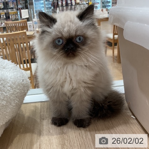 ヒマラヤンの写真