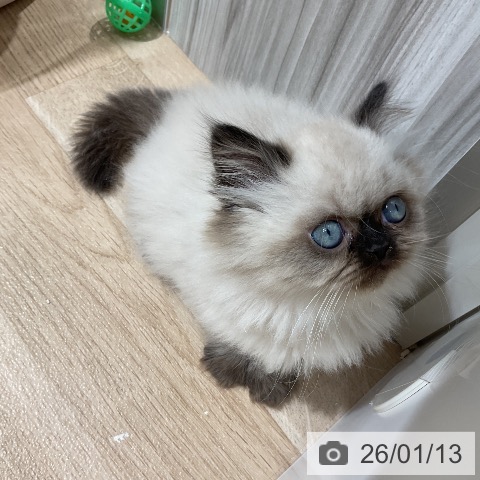 愛知県のヒマラヤン (ペットプラス ナゴヤドーム前店/2025年11月7日生まれ/男の子/シールポイント)の子猫の3枚目の画像