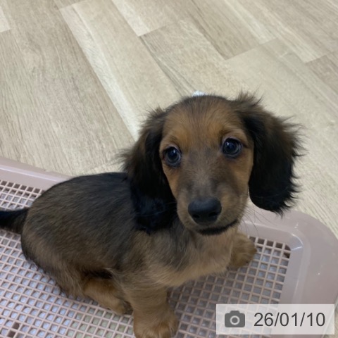 京都府のミニチュアダックスフンド(ロング) (ペットプラス 久御山店/2025年11月7日生まれ/男の子/シェーデットレッド)の子犬の4枚目の画像