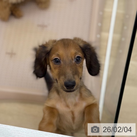 ミニチュア・ダックスフンドの写真