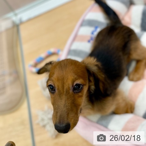 ミニチュア・ダックスフンドの写真