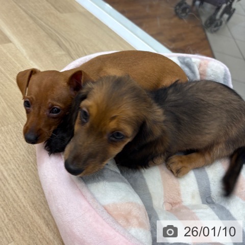 京都府のミニチュアダックスフンド(ロング) (ペットプラス 久御山店/2025年11月7日生まれ/男の子/シェーデットレッド)の子犬の3枚目の画像