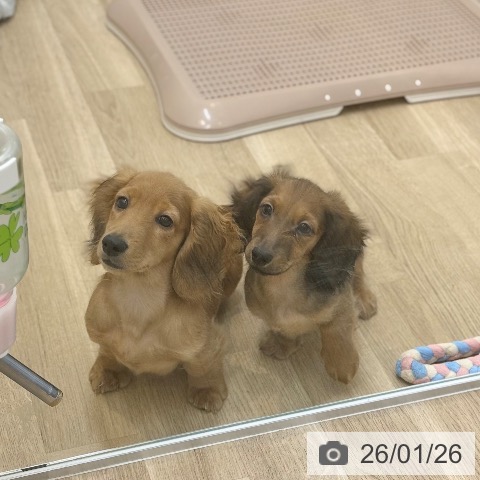 京都府のミニチュアダックスフンド(ロング) (ペットプラス 久御山店/2025年11月7日生まれ/男の子/シェーデットレッド)の子犬の3枚目の画像