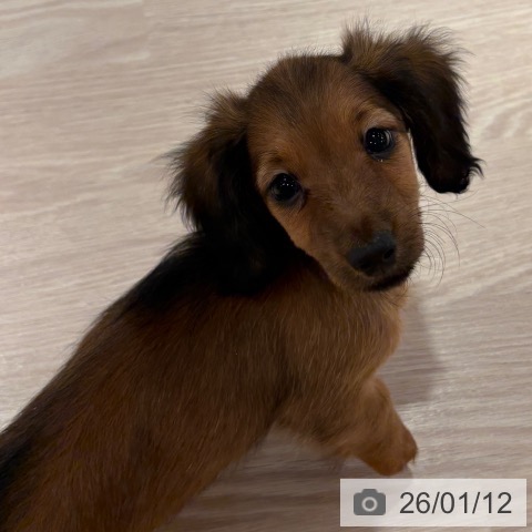 和歌山県のミニチュアダックスフンド(ロング) (ペットプラス 和歌山店/2025年11月7日生まれ/女の子/シェーデットレッド)の子犬の4枚目の画像