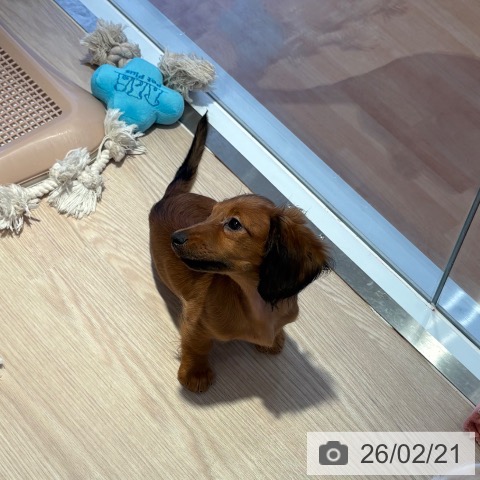 和歌山県のミニチュアダックスフンド(ロング) (ペットプラス 和歌山店/2025年11月7日生まれ/女の子/シェーデットレッド)の子犬の4枚目の画像