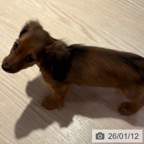 和歌山県のミニチュアダックスフンド(ロング) (ペットプラス 和歌山店/2025年11月7日生まれ/女の子/シェーデットレッド)の子犬の3枚目の画像