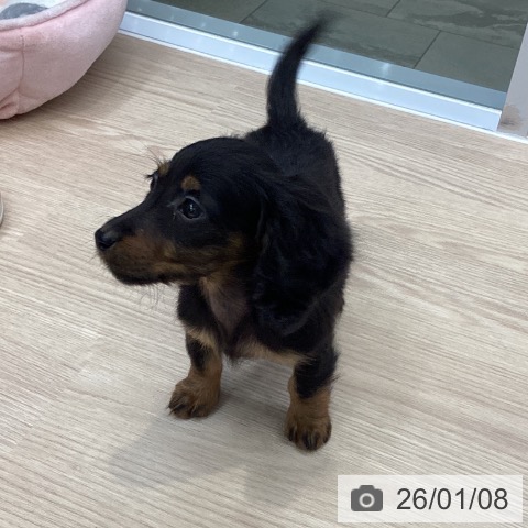 大阪府のミニチュアダックスフンド(ロング) (ペットプラス ららぽーと和泉店/2025年11月7日生まれ/女の子/ブラックタン)の子犬の3枚目の画像