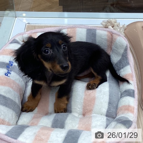 大阪府のミニチュアダックスフンド(ロング) (ペットプラス ららぽーと和泉店/2025年11月7日生まれ/女の子/ブラックタン)の子犬の4枚目の画像