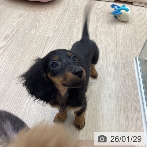 大阪府のミニチュアダックスフンド(ロング) (ペットプラス ららぽーと和泉店/2025年11月7日生まれ/女の子/ブラックタン)の子犬の3枚目の画像