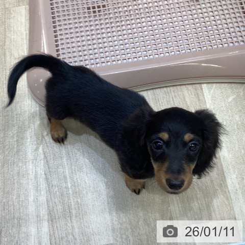 大阪府のミニチュアダックスフンド(ロング) (ペットプラス 堺北花田店/2025年11月7日生まれ/女の子/ブラックタン)の子犬の4枚目の画像