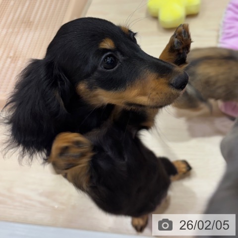 ミニチュア・ダックスフンドの写真