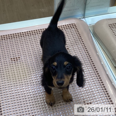 大阪府のミニチュアダックスフンド(ロング) (ペットプラス 堺北花田店/2025年11月7日生まれ/女の子/ブラックタン)の子犬の3枚目の画像