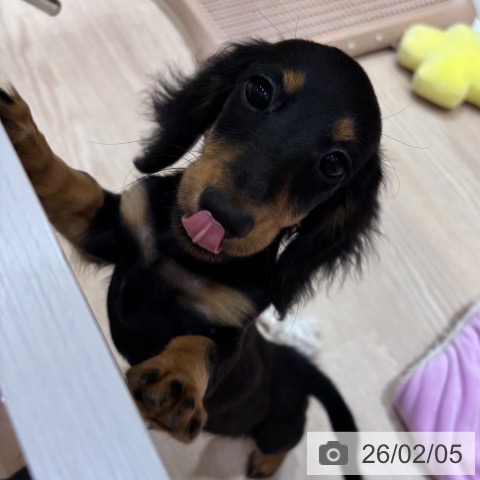 大阪府のミニチュアダックスフンド(ロング) (ペットプラス 堺鉄砲町店/2025年11月7日生まれ/女の子/ブラックタン)の子犬の3枚目の画像