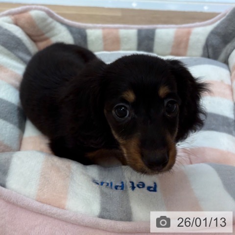 ミニチュア・ダックスフンドの写真