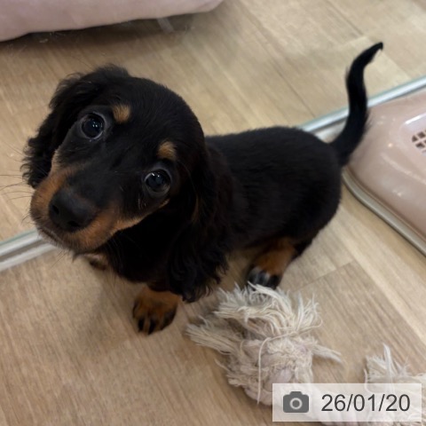 ミニチュア・ダックスフンドの写真