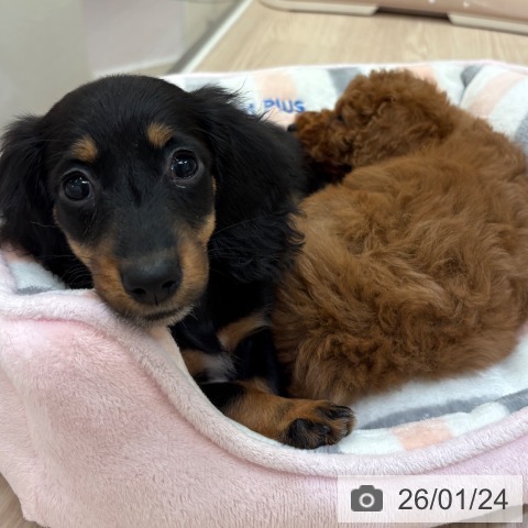 ミニチュア・ダックスフンドの写真