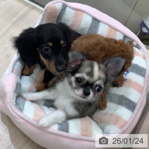 ミニチュア・ダックスフンドの写真