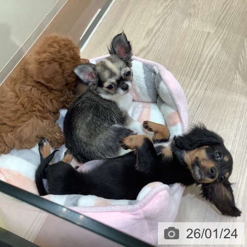 ミニチュア・ダックスフンドの写真