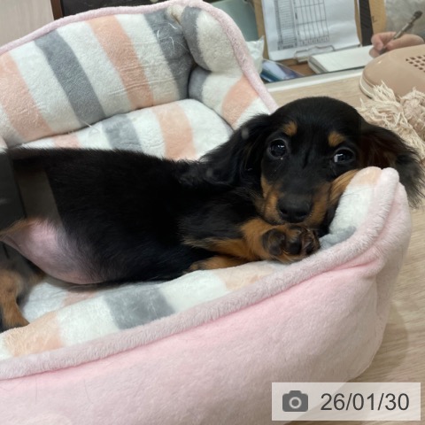 ミニチュア・ダックスフンドの写真