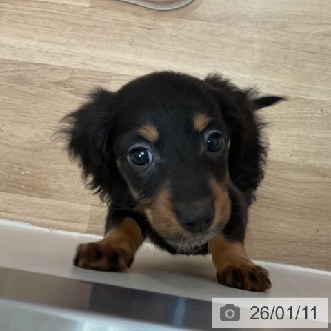 大阪府のミニチュアダックスフンド(ロング) (ペットプラス 大阪ドームシティ店/2025年11月7日生まれ/女の子/ブラックタン)の子犬の4枚目の画像