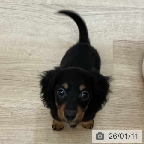 大阪府のミニチュアダックスフンド(ロング) (ペットプラス 大阪ドームシティ店/2025年11月7日生まれ/女の子/ブラックタン)の子犬の3枚目の画像