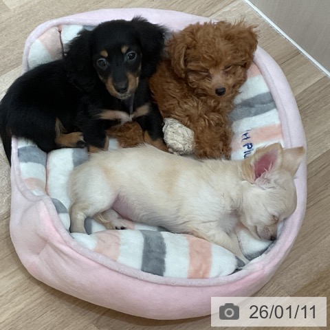 大阪府のミニチュアダックスフンド(ロング) (ペットプラス 大阪ドームシティ店/2025年11月7日生まれ/女の子/ブラックタン)の子犬の4枚目の画像