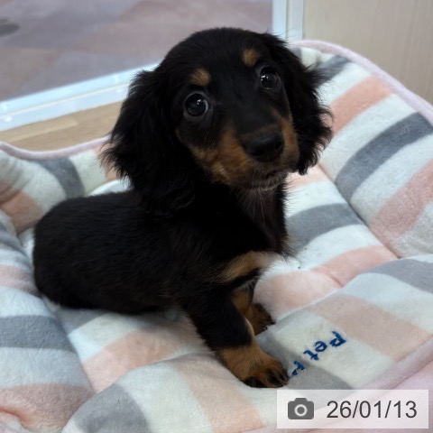 大阪府のミニチュアダックスフンド(ロング) (ペットプラス 大阪ドームシティ店/2025年11月7日生まれ/女の子/ブラックタン)の子犬の3枚目の画像