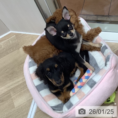 ミニチュア・ダックスフンドの写真