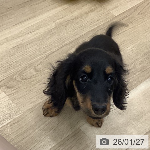 ミニチュア・ダックスフンドの写真