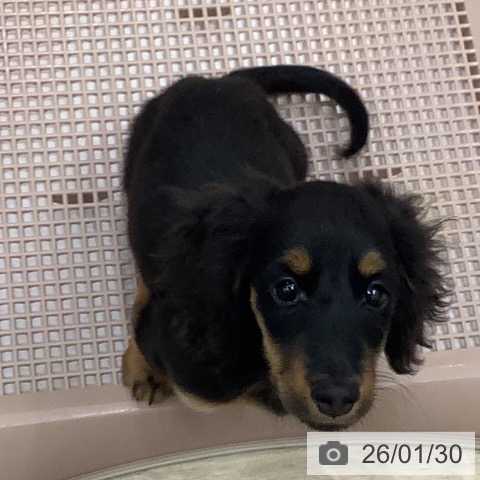 ミニチュア・ダックスフンドの写真