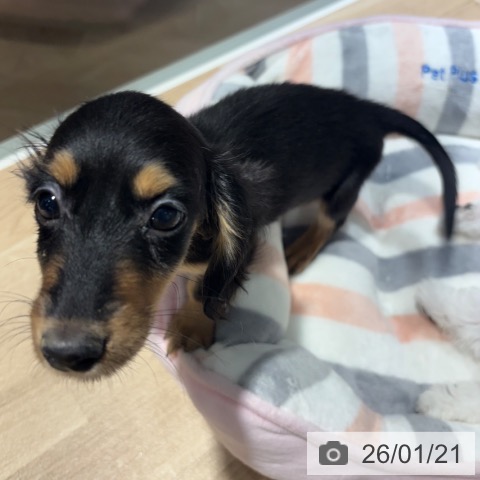 兵庫県のミニチュアダックスフンド(ロング) (ペットプラス 神戸三宮店/2025年11月7日生まれ/女の子/ブラックタン)の子犬の4枚目の画像
