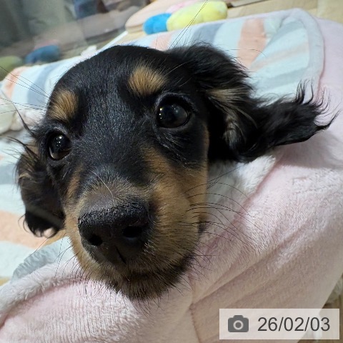 兵庫県のミニチュアダックスフンド(ロング) (ペットプラス 神戸三宮店/2025年11月7日生まれ/女の子/ブラックタン)の子犬の3枚目の画像