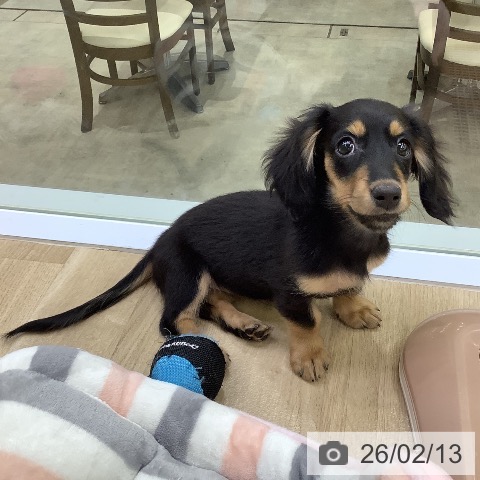 兵庫県のミニチュアダックスフンド(ロング) (ペットプラス 明石店/2025年11月7日生まれ/女の子/ブラックタン)の子犬の4枚目の画像