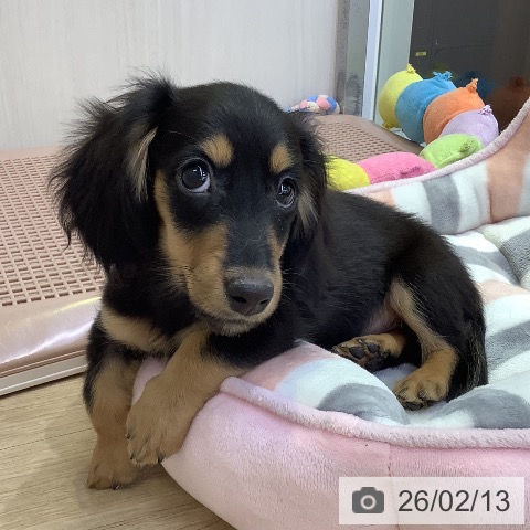 兵庫県のミニチュアダックスフンド(ロング) (ペットプラス 明石店/2025年11月7日生まれ/女の子/ブラックタン)の子犬の3枚目の画像